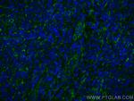TMEM173/STING Antibody in Immunohistochemistry (Paraffin) (IHC (P))