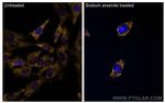 G3BP1 Antibody in Immunocytochemistry (ICC/IF)