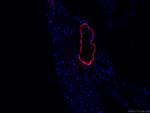 transgelin/SM22 Antibody in Immunohistochemistry (PFA fixed) (IHC (PFA))