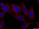 C3/C3b/C3c Antibody in Immunocytochemistry (ICC/IF)