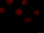 HuR Antibody in Immunocytochemistry (ICC/IF)