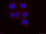 NRBP2 Antibody in Immunocytochemistry (ICC/IF)