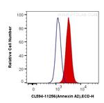 Annexin A2 Antibody in Flow Cytometry (Flow)