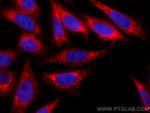 CKAP4 Antibody in Immunocytochemistry (ICC/IF)