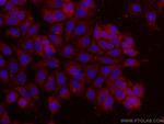 14-3-3 Sigma Antibody in Immunocytochemistry (ICC/IF)