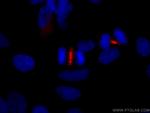 PRC1 Antibody in Immunocytochemistry (ICC/IF)