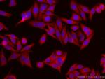 EIF1 Antibody in Immunocytochemistry (ICC/IF)