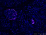 Glucagon Antibody in Immunohistochemistry (Paraffin) (IHC (P))