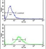 CLASP2 Antibody in Flow Cytometry (Flow)