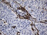 CLEC4M Antibody in Immunohistochemistry (Paraffin) (IHC (P))