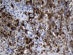 CLEC4M Antibody in Immunohistochemistry (Paraffin) (IHC (P))