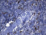 CLEC4M Antibody in Immunohistochemistry (Paraffin) (IHC (P))