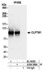 CLPTM1 Antibody in Western Blot (WB)