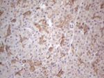 CLU Antibody in Immunohistochemistry (Paraffin) (IHC (P))