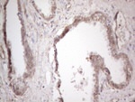 CLU Antibody in Immunohistochemistry (Paraffin) (IHC (P))