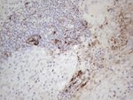 CLU Antibody in Immunohistochemistry (Paraffin) (IHC (P))