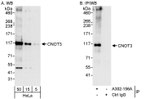 CNOT3 Antibody in Western Blot (WB)