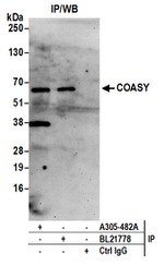 COASY Antibody in Immunoprecipitation (IP)