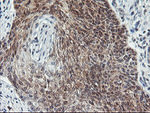 COASY Antibody in Immunohistochemistry (Paraffin) (IHC (P))