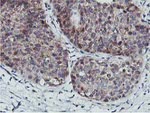 COASY Antibody in Immunohistochemistry (Paraffin) (IHC (P))