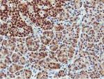 COASY Antibody in Immunohistochemistry (Paraffin) (IHC (P))