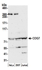 COG7 Antibody in Western Blot (WB)