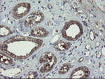 COMMD1 Antibody in Immunohistochemistry (Paraffin) (IHC (P))