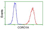 CORO1A Antibody in Flow Cytometry (Flow)