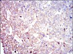 COTL1 Antibody in Immunohistochemistry (Paraffin) (IHC (P))