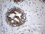 COX17 Antibody in Immunohistochemistry (Paraffin) (IHC (P))