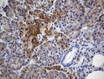 COX17 Antibody in Immunohistochemistry (Paraffin) (IHC (P))