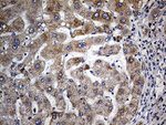 COX17 Antibody in Immunohistochemistry (Paraffin) (IHC (P))