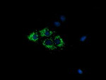 COX6A1 Antibody in Immunocytochemistry (ICC/IF)