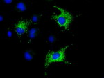 COX6A1 Antibody in Immunocytochemistry (ICC/IF)