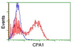 CPA1 (Carboxypeptidase A1) Antibody in Flow Cytometry (Flow)