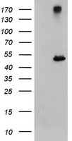 CPA1 (Carboxypeptidase A1) Antibody in Western Blot (WB)