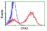 CPA2 Antibody in Flow Cytometry (Flow)