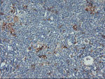 CPA2 Antibody in Immunohistochemistry (Paraffin) (IHC (P))