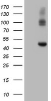 CPA2 Antibody in Western Blot (WB)