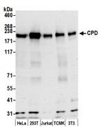 CPD Antibody in Western Blot (WB)