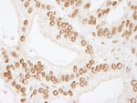 CREB Antibody in Immunohistochemistry (IHC)