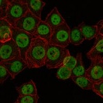 CRTC3 Antibody in Immunocytochemistry (ICC/IF)