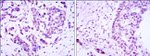 CRTC3 Antibody in Immunohistochemistry (Paraffin) (IHC (P))