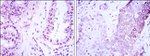 CRTC3 Antibody in Immunohistochemistry (Paraffin) (IHC (P))