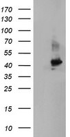 CRYZL1 Antibody in Western Blot (WB)
