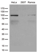 CSE1L Antibody in Western Blot (WB)