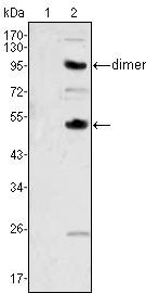 M-CSF Antibody in Western Blot (WB)