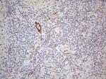 CSF2 Antibody in Immunohistochemistry (Paraffin) (IHC (P))