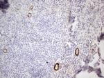 CSF2 Antibody in Immunohistochemistry (Paraffin) (IHC (P))