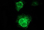 CSH1 Antibody in Immunocytochemistry (ICC/IF)